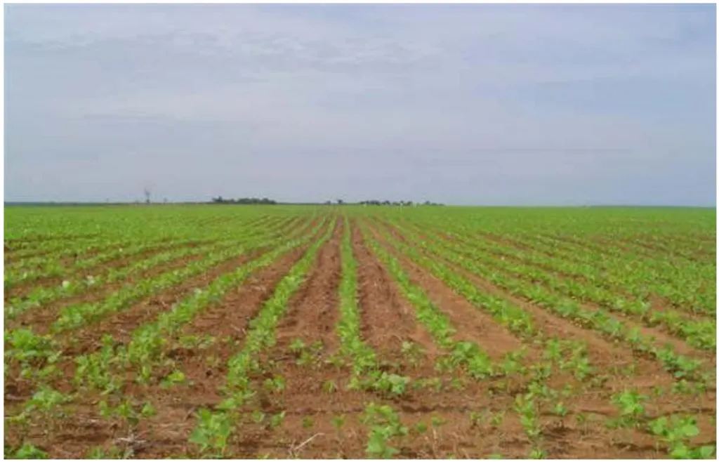 SANTA ROSA DEL MONDAY, ALTO PARARA: 5.829 HAS AGRO GANADERA FORESTAL S ACUÍFERO GUARANÍ. — foto 2