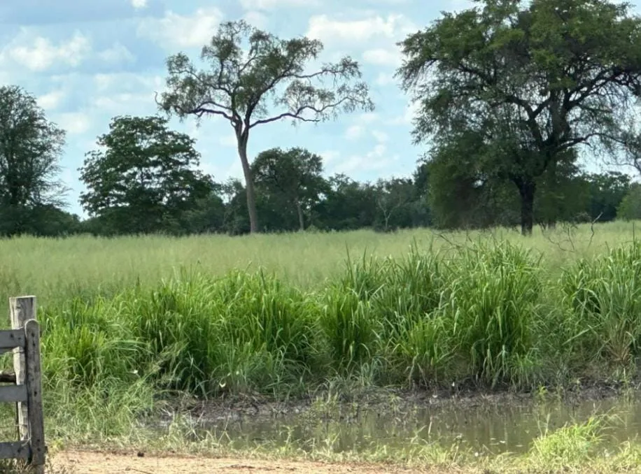 Vendo Establecimiento Agroganadero de 18.485 Has en Bahía Negra - CLCS7604894 — foto 2