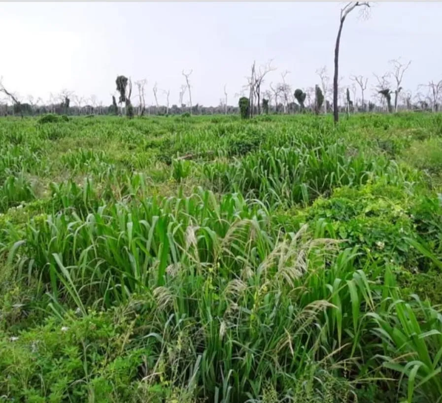 Vendo Estancia de 20.000 Hectáreas en la Zona Este de Alto Paraguay-CLCS7606330 — foto 3