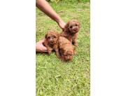 CANICHE TOY MACHO ROJO PIMENTON