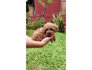 Caniche macho rojo pimenton en asuncion entrega inmediata