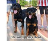 Rottweiler Registrados por el P.K.C para entregar en febrero 2026