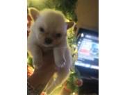 Perro mini lulú de pomerania