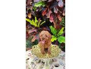 Caniche rojo pimenton