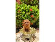 Caniche macho rojo pimenton