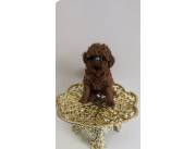 Caniche rojo , poodle red macho en asuncion