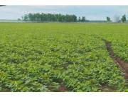 Vendo Propiedad Agrícola de 642 Has en el Departamento de Caazapá - CLCS7611677