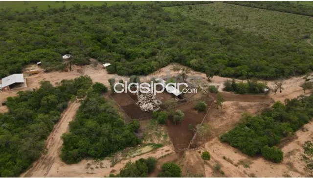 Vendo Campo de 4.000 Hectáreas en Filadelfia, Boquerón - CLCS7612331 — foto 2