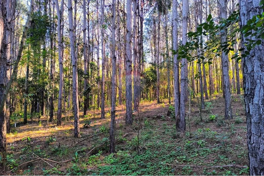 VENDO 3.5 HECTAREAS EN EUSEBIO AYALA — foto 2