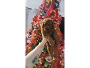 Caniche toy macho rojo pimenton