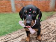 Cachorros teckel /salchicha