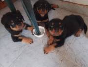 ROTTWEILER PUROS