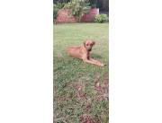 Busco cachorrita Rhodesian Ridgeback