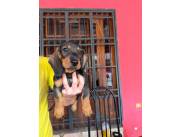 Perros Salchichas - Teckel