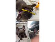 Vendo bulldog frances blue exótico