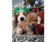 Caniche toy macho rojo