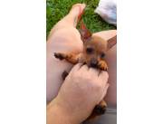 Pinchér cero hembra