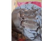 Pinchér Mini blue hembras