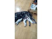 Dalmatas machos y hembras