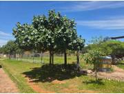 EN VENTA TERRENO EN BARRIO ISLA BOGADO LUQUE ID 42120