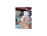 Bulldog Fraces Pink Merle