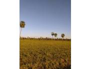 VENDO TERRENO EN CHACOÍ SOBRE LA RUTA FALCON/NANAWA