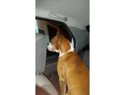 Busco Boxer bayo macho