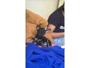 Cachorros pincher negro número 0