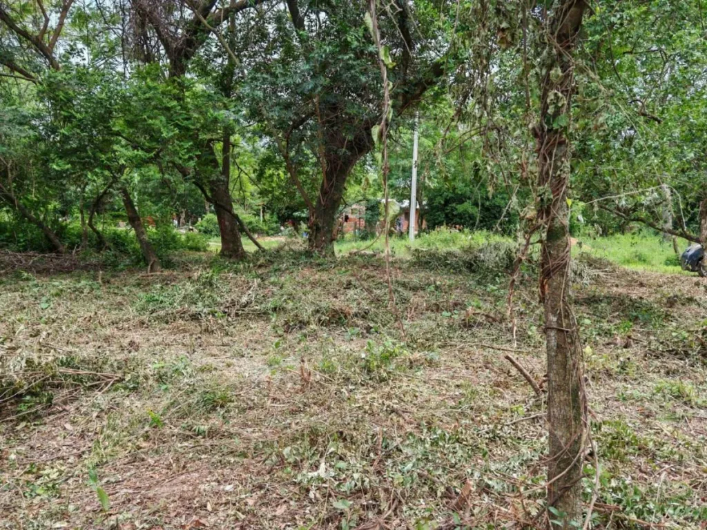 EN VENTA TERRENO EN CIERVO CUA SAN BERNARDINO 43476 — foto 3