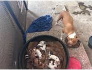 Vendo crías de pitbull