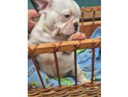 Bulldog Frances macho blanco