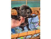 Bulldog Frances macho
