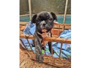 Bulldog Frances macho