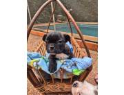 Bulldog Frances hembra