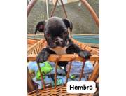 Bulldog Frances hembra