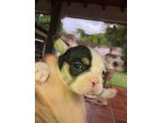 Bulldog Frances