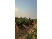 Vendo 4 hectáreas en Arroyos y Esteros 🤩