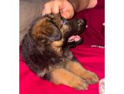 Pastor Alemán pelo largo