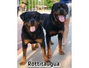 Rottweiler Cachorritos Registrados X el Paraguay Kennel Club