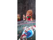 Caniche toy macho rojo