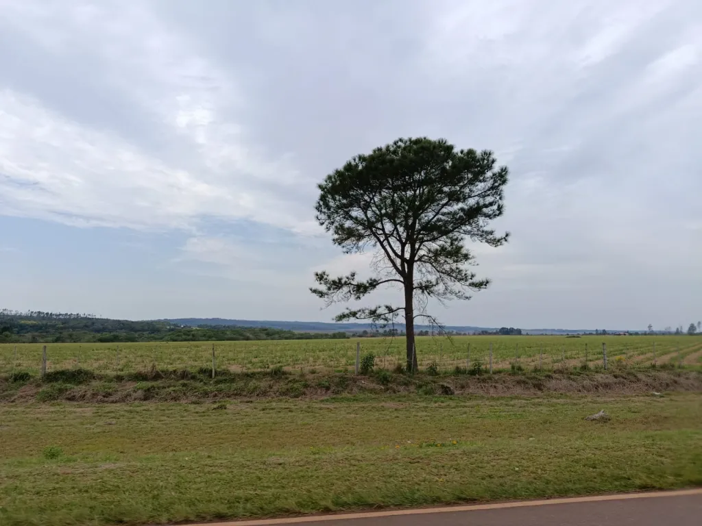 Campo en venta en Valenzuela — foto 3