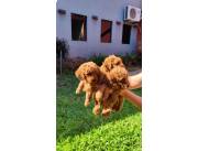 CANICHE MACHO ROJO PIMENTON