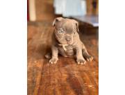 AMERICAN BULLY