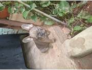 Vendo bulldog frances