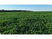 Vendo Propiedad Agrícola de 530 Hectáreas en San Pedro - CLCS7640832