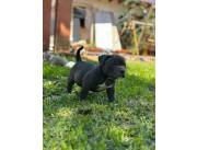 AMERICAN BULLY MACHO EN ASUNCIÓN