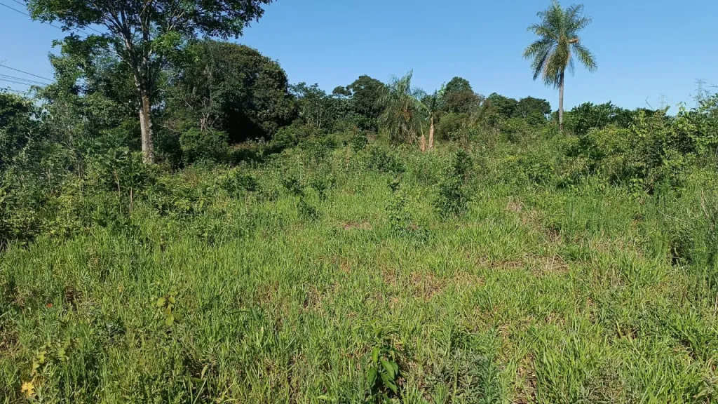 En venta! - Caaguazú 10 hectáreas - Sobre ruta internacional PY02 — foto 3