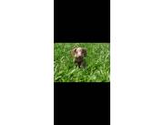 Salchicha choco arlequin mini