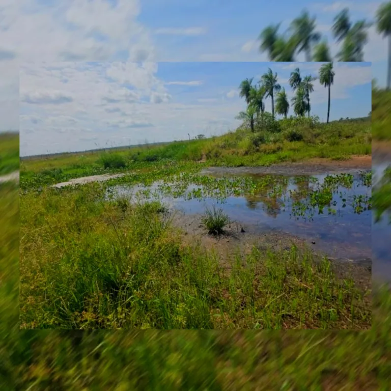 400 hectáreas de Posturas Semi-mecanizadas y 300 hectáreas mecanizadas exp a 1.800 ha. VEN — foto 2