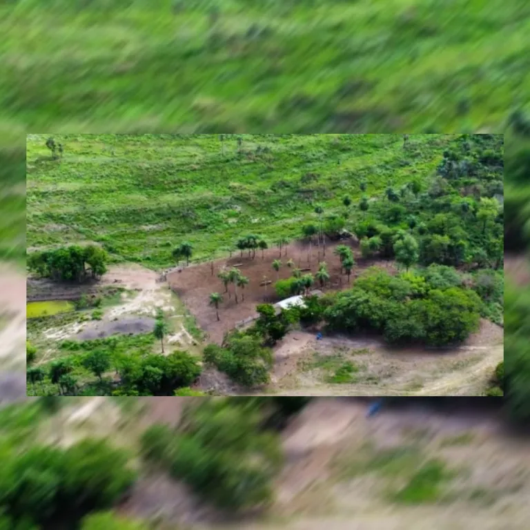 400 hectáreas de Posturas Semi-mecanizadas y 300 hectáreas mecanizadas exp a 1.800 ha. VEN — foto 3